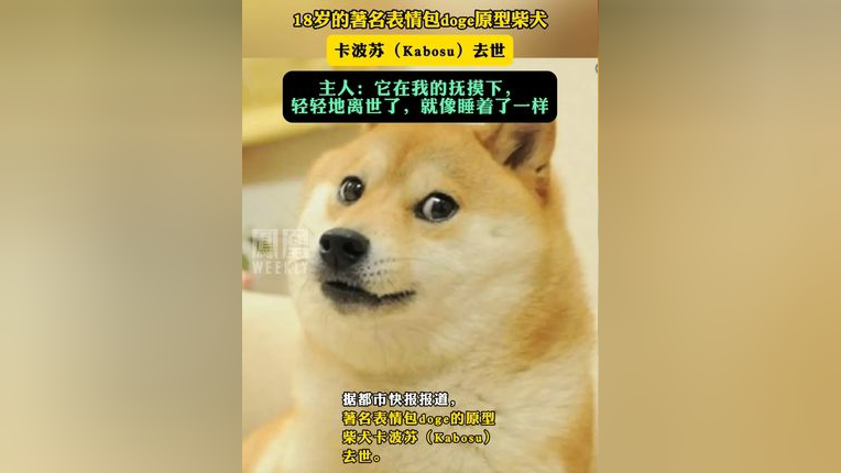 18岁的著名表情包doge原型柴犬