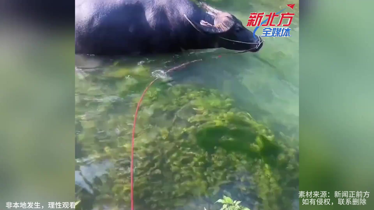 男子带水牛去河里游泳,水牛一头扎下去表演了个潜水!