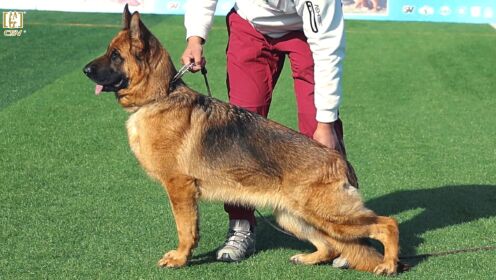 2023年csv德国牧羊犬河南地方展青年母犬组sg4犬只讲评