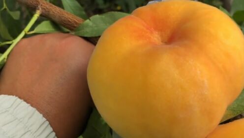 6月成熟的黄毛蟠桃,单果8两到1斤含糖18