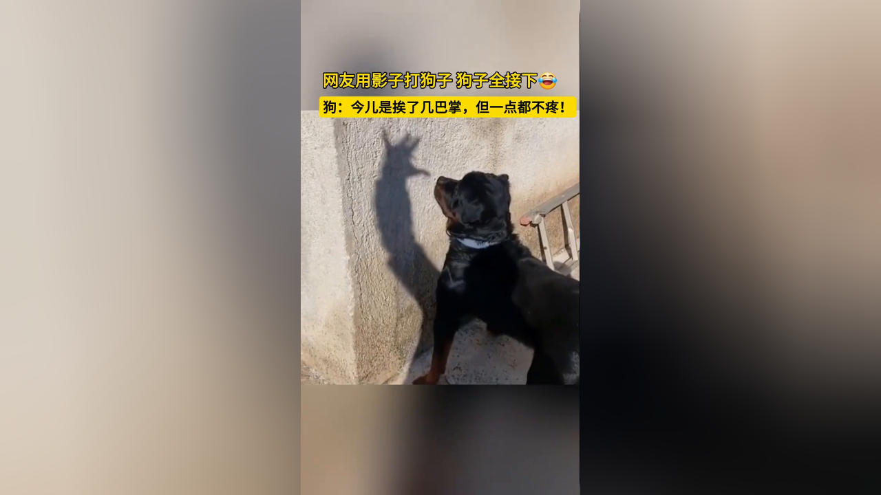 网友用影子打狗子,狗子一个不落全接下!