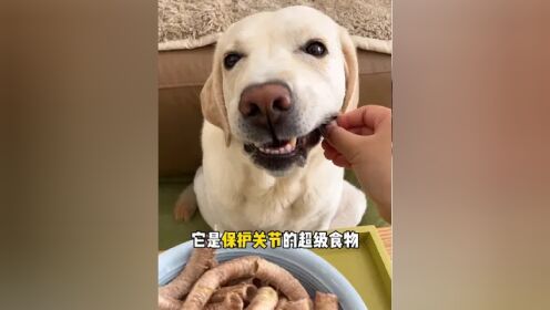 鹅喉管富含天然软骨素,对狗狗的关节有好处,每天来两根,营养美味又