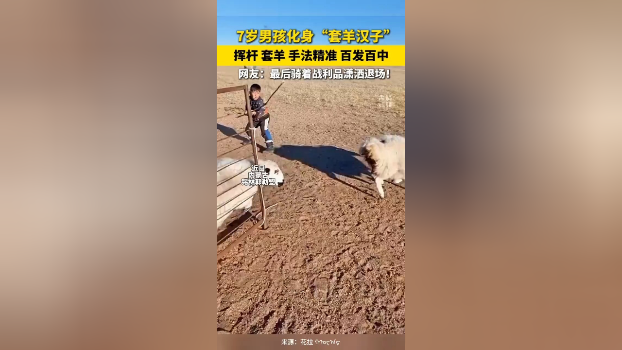 7岁男孩化身"套羊汉子" 挥杆 套羊 手法精准 百发百中 网友:最后骑着
