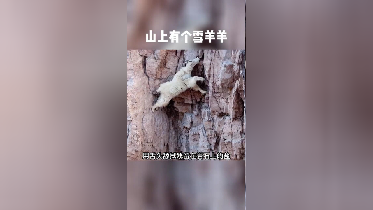 雪羊:住在高山之颠,却喜欢舔人的脸_腾讯新闻