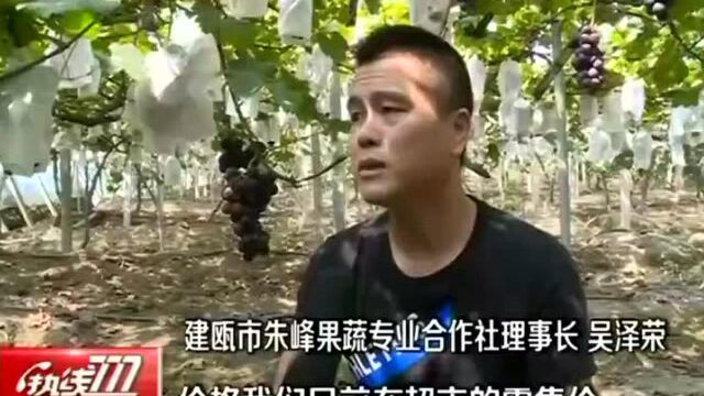 建瓯 高山葡萄价高俏销 果农又迎丰收年