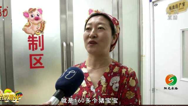 团团圆圆庆新春 金猪宝宝扎堆报道