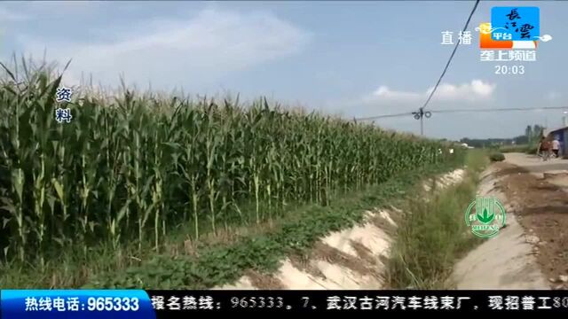 虫情预警 我省首次发现害虫草地贪夜蛾 危害大可防控