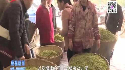 雅安：三月春风暖 茶叶交易忙