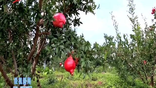 会理第四届石榴节暨2019年中国农民丰收节开幕