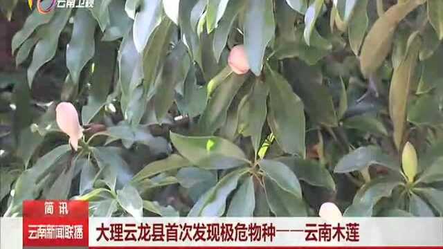 大理云龙县首次发现极危物种——云南木莲