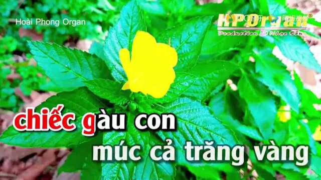 䐃ꭠGiao Thừa Nghe Một Kh㺣 D㢮 Ca  Tone Nữ