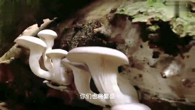 蒋雯丽为“大自然母亲”发声