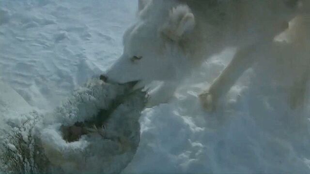 雪橇犬知恩图报,竟主动营救主人