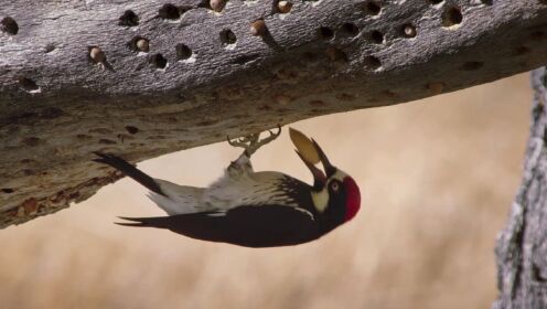 啄木鸟每天高频啄树，为啥不会得脑震荡？