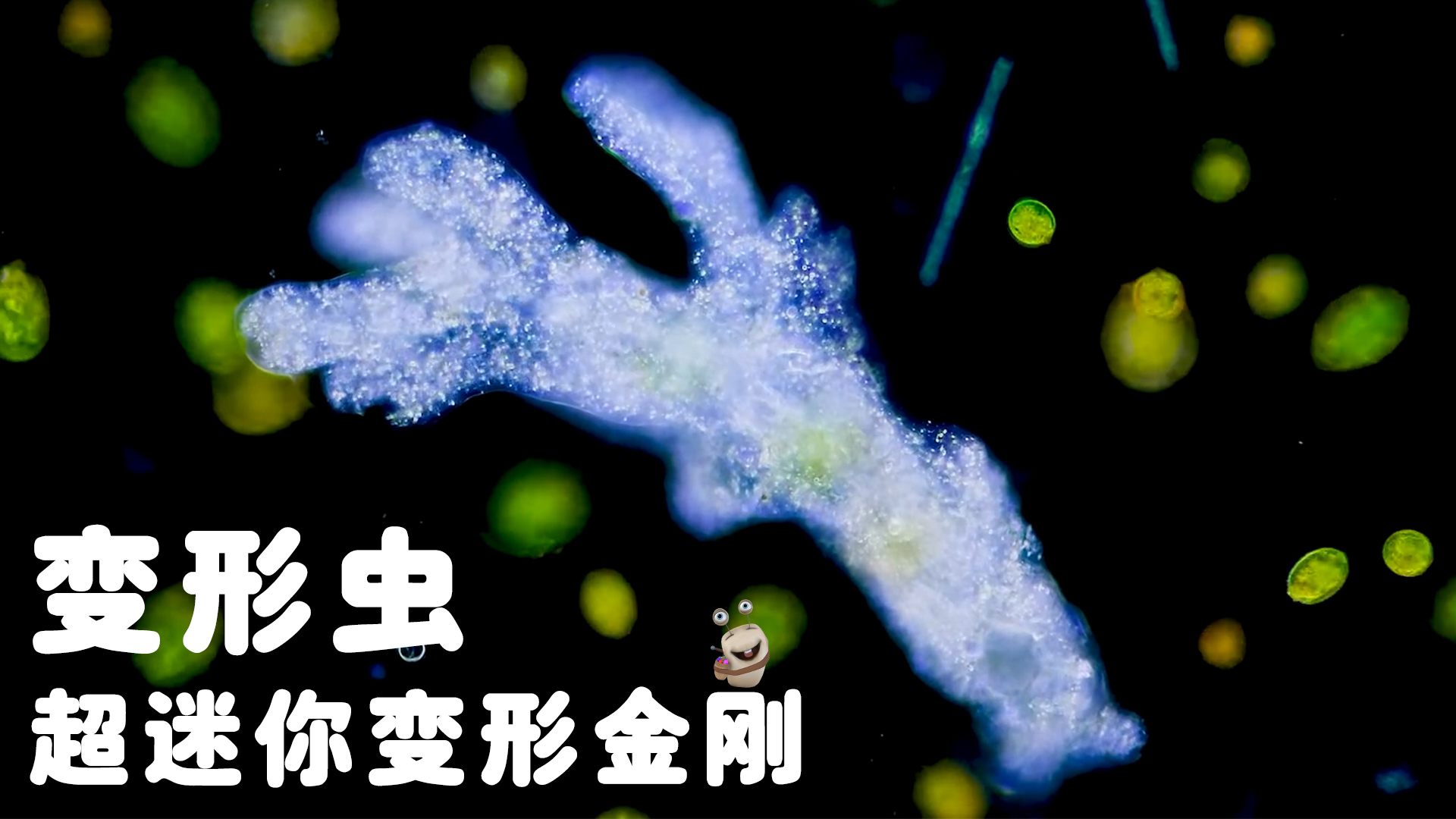 白白侠的微生物朋友 2集