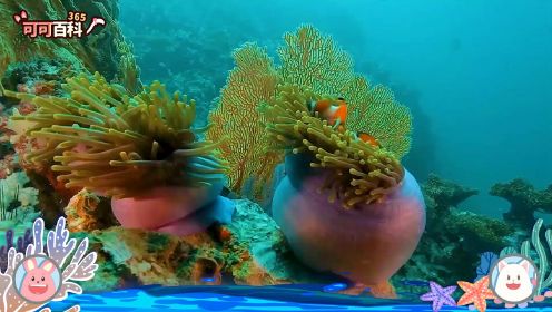 可可百科365：海底珊瑚城