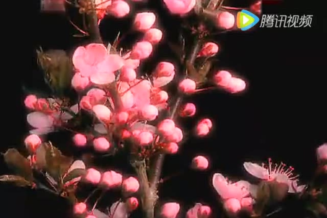 桃花开放过程_高清1