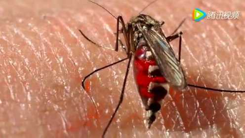 高清4K镜头拍摄蚊子吸血全过程，太清晰了，看的头皮直发麻