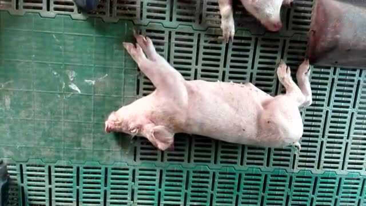 猪伪狂犬病的常见症状及总结_高清