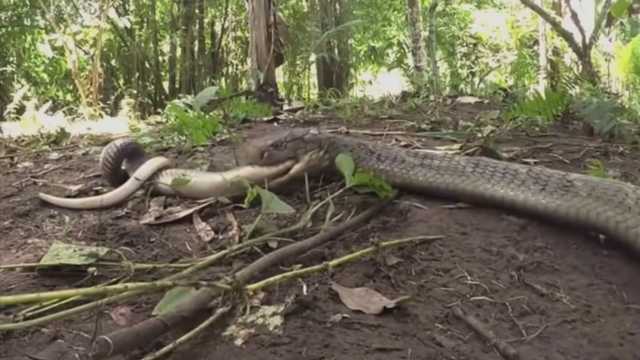 眼镜王蛇巨蟒和森蚺最疯狂的动物大战场面震撼