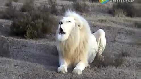 白狮子的吼叫，好像比正常狮子好听些