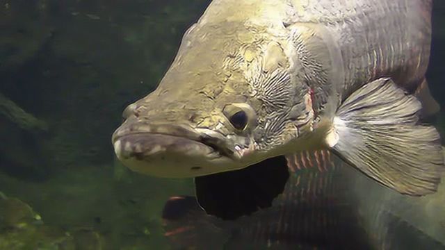 亚马逊巨大的古代鱼巨骨舌鱼