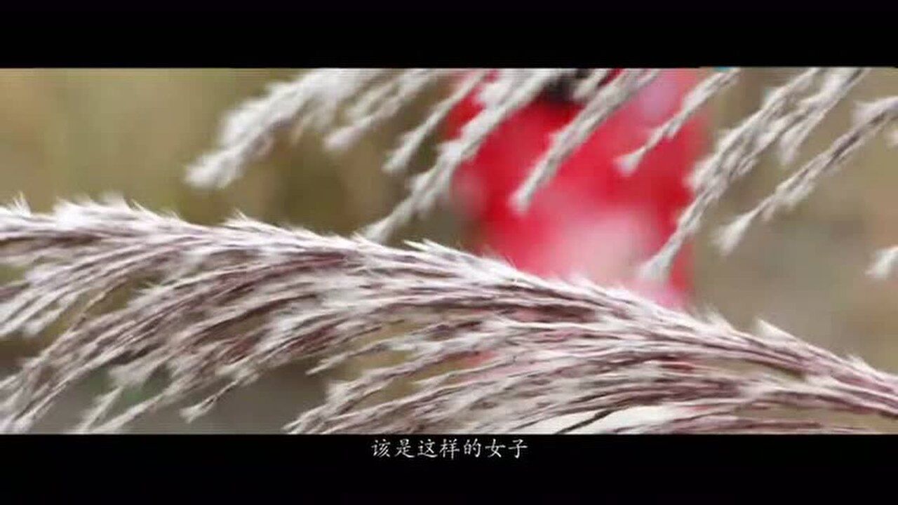 千年伊人之蒹葭苍苍_高清1080P在线观看平台_腾讯视频
