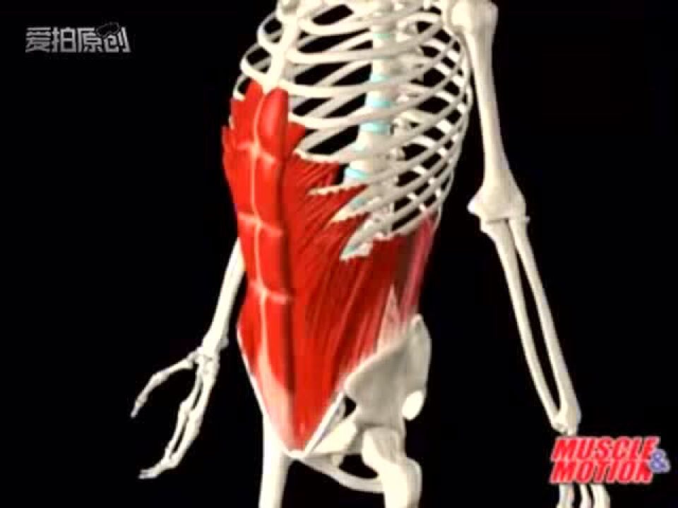 腹外斜肌常见训练动作_高清