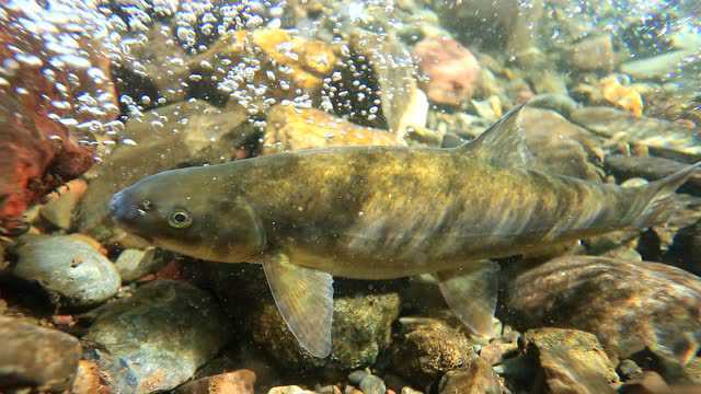 牛渔云南高山冷水鱼江鱼