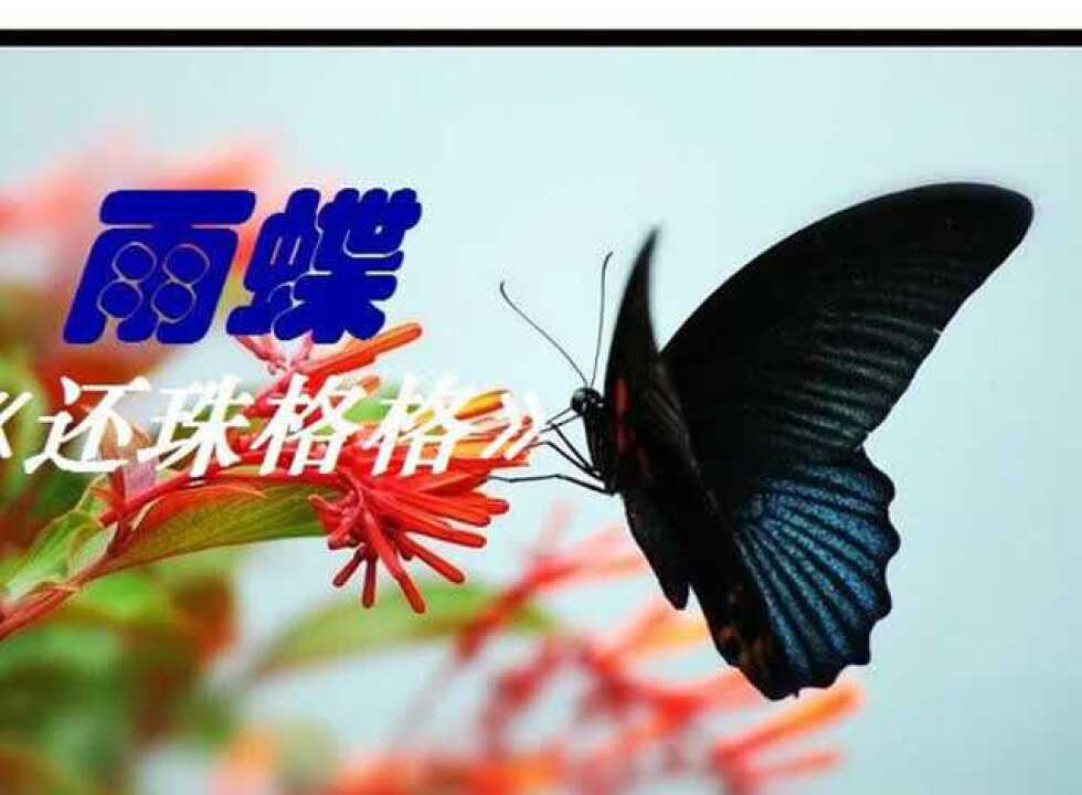 一首动听的歌曲《雨蝶》,李翊君经典原唱_高清1080P在线观看平台_腾讯视频