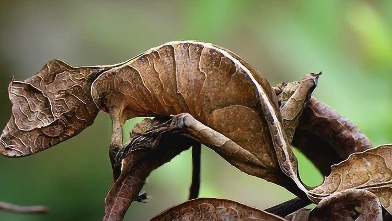 12种善于伪装的动物和昆虫