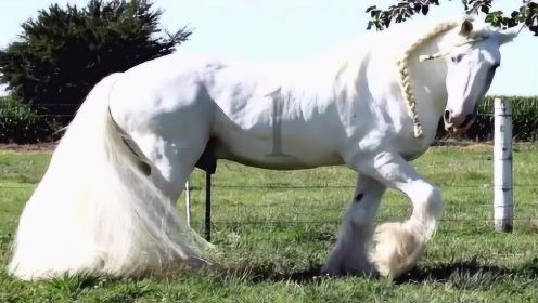 世界上最漂亮的10匹马