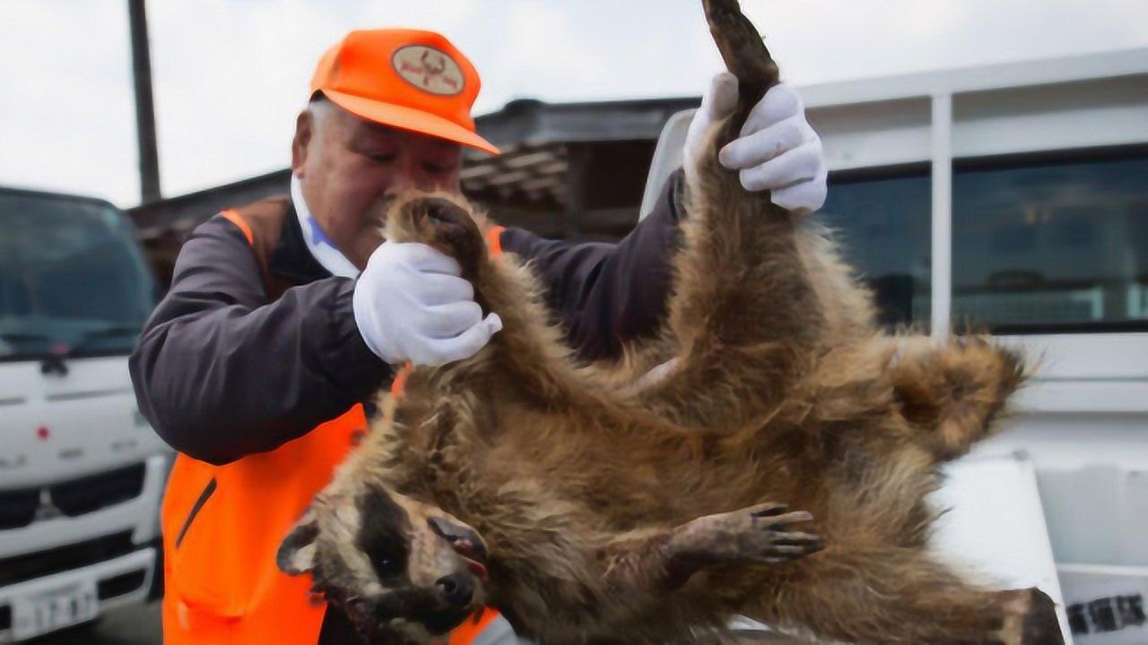 热闻速递日本解封部分福岛核辐射重污染区居民组织猎野猪