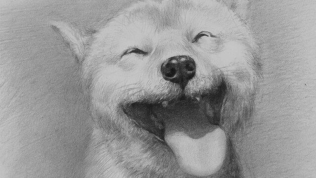 素描零基础素描入门中央美院唯伟老师素描动物秋田犬