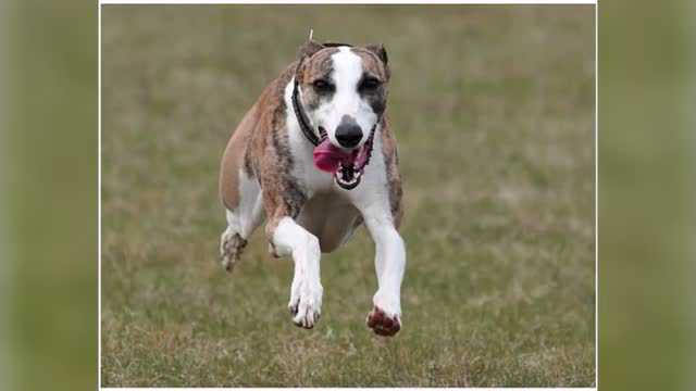 實拍土豪養的薩路基獵犬專門打獵的狗這狗子的表情太搞笑了