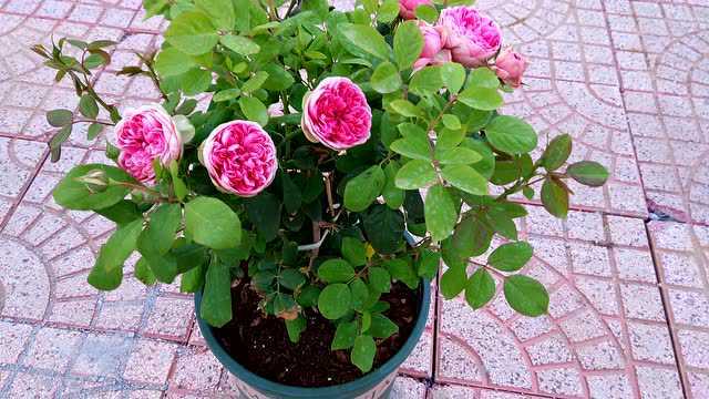 枫叶玫瑰月季莲花宝石月季