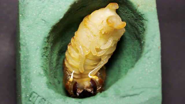 【oliver的甲虫】独角仙 蛹化