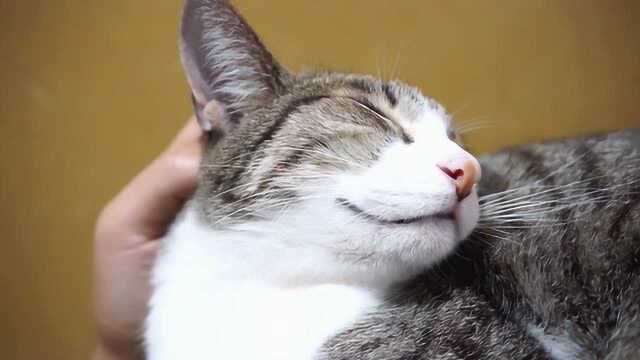 给猫咪挠脑袋,它很享受的啊,当然,主要也是它很乖巧