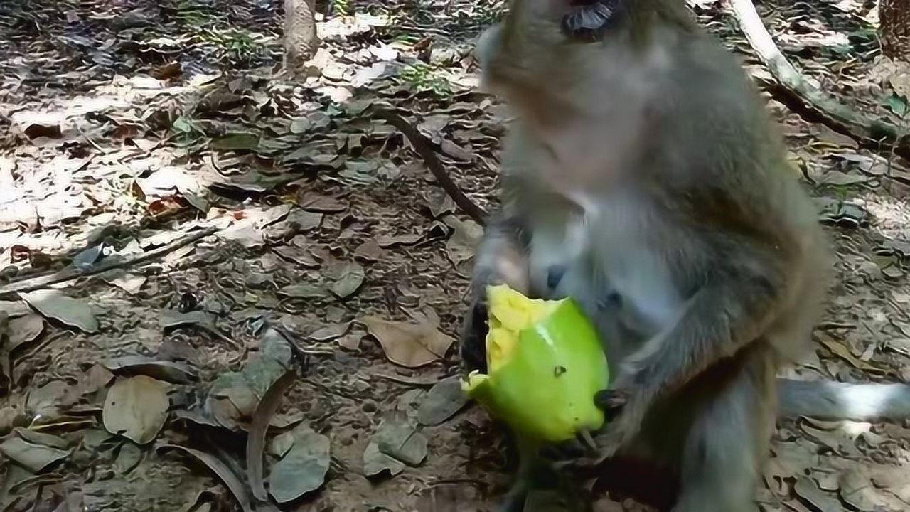 可爱的小猴子吃那么多的芒果,真不怕热气上火?
