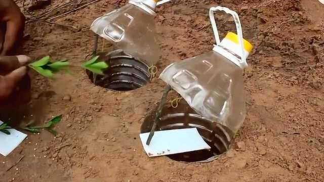 牛人野外制作简易捕鸟神器一逮一个准