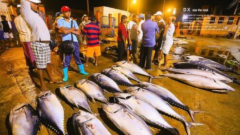 在国内绝对没有这种鱼市，斯里兰卡这片渔场简直是乌鸦的天堂