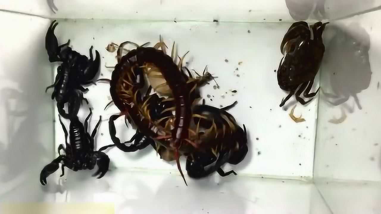 毒蝎子大战毒蜈蚣,螃蟹:你们打就行,别管我