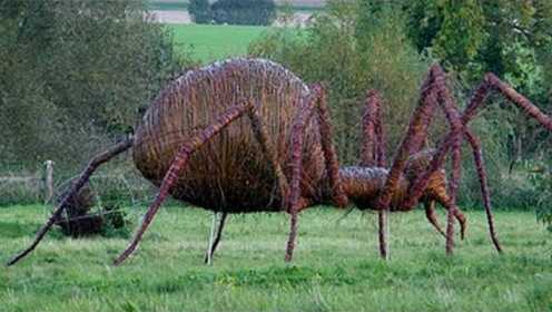 世界上最大的蜘蛛，长10厘米可活25年，千万别遇见它！