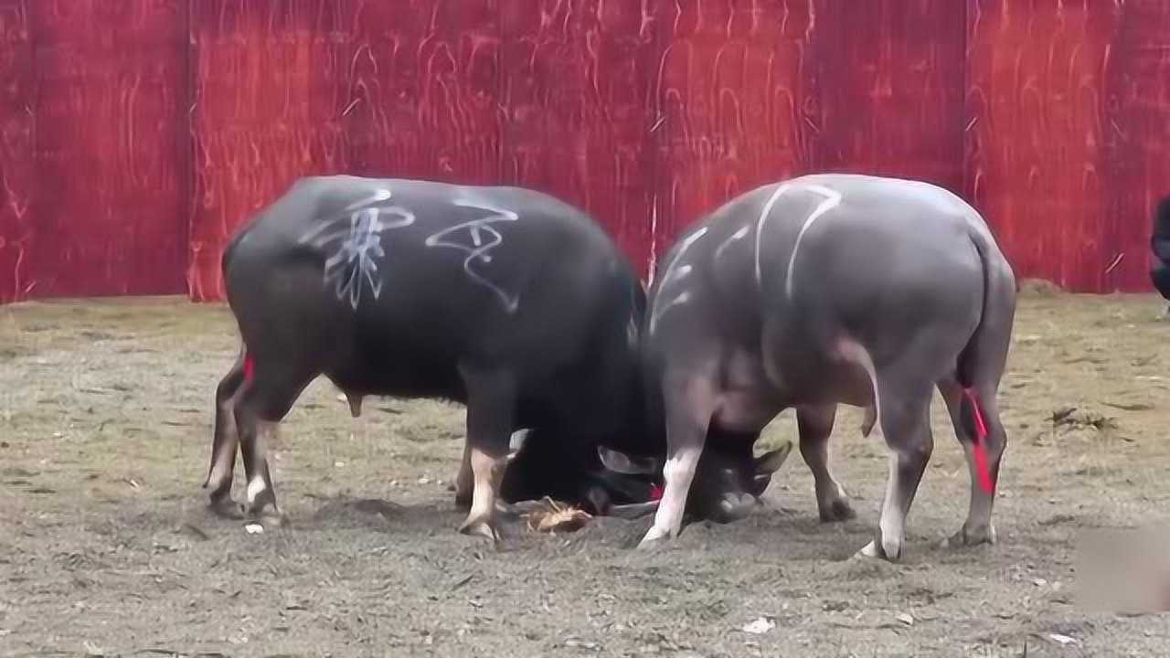 斗牛究竟应不应该禁止为什么在贵州如此盛行