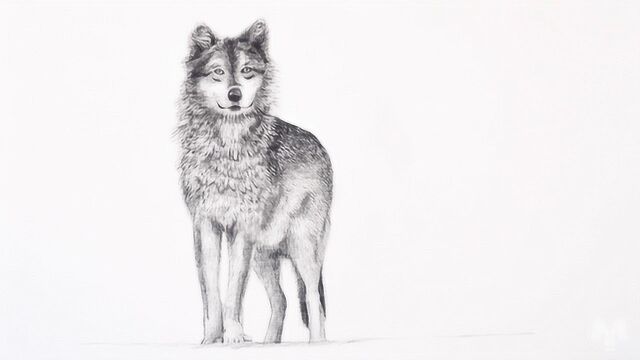 动物素描如何画一只雪地灰狼