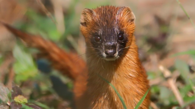 老鼠王公然挑衅黄鼠狼,打斗非常激烈,恶斗现场遭众人围观