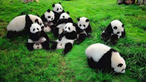 家乡|成都大熊猫基地，看大熊猫萌翻游客