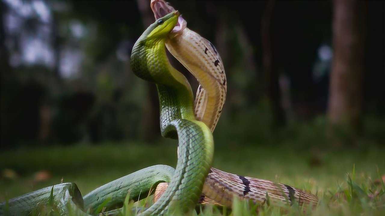 两马鞭蛇殊死搏斗,相互缠绕拧成一根绳,其中一只头部被咬血流如注