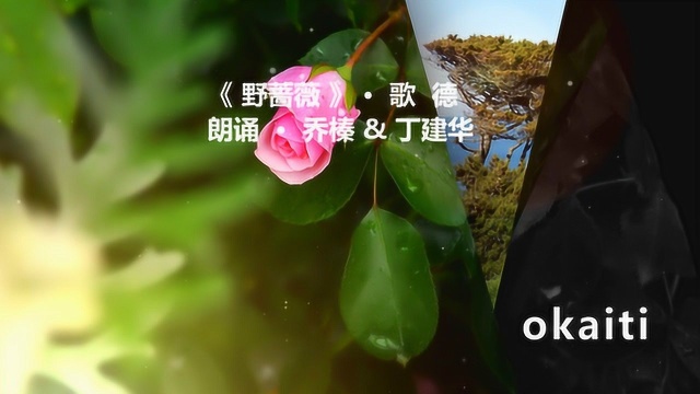 乔榛丁建华配乐诗朗诵系列之野蔷薇歌德