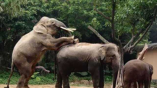 大象繁殖后代因为太大很危险得要紧急帮忙
